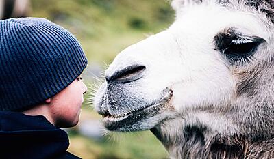 De arktiske kameler 3:3