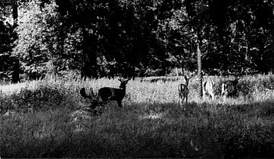 Dyrehaven - den romantiske skov