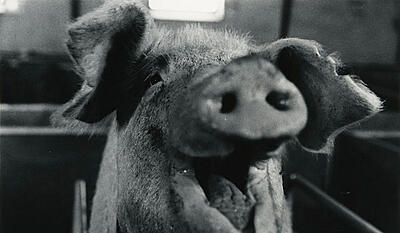 Den industrialiserede gris