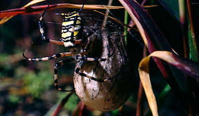Safari Europa - Netedderkop