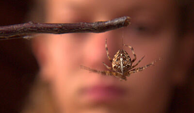 Edderskønne edderkopper - korsedderkoppen