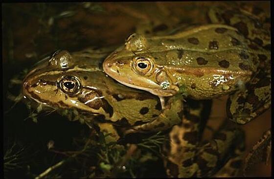 layout image (to proper size of the container)