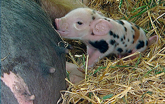 forhåndsvisning af film