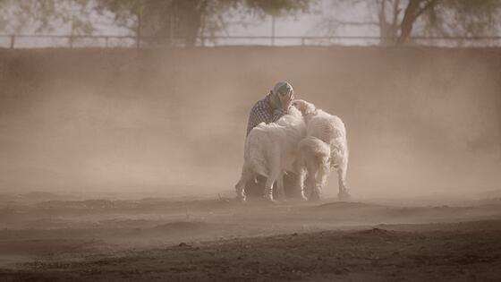 forhåndsvisning af film