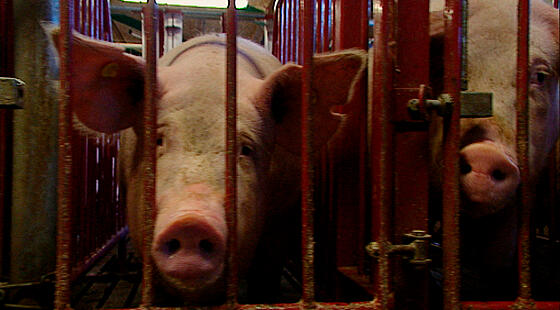 forhåndsvisning af film