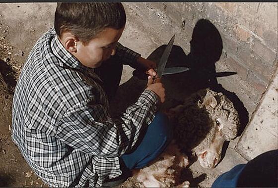 layout image (to proper size of the container)