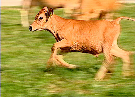 forhåndsvisning af film