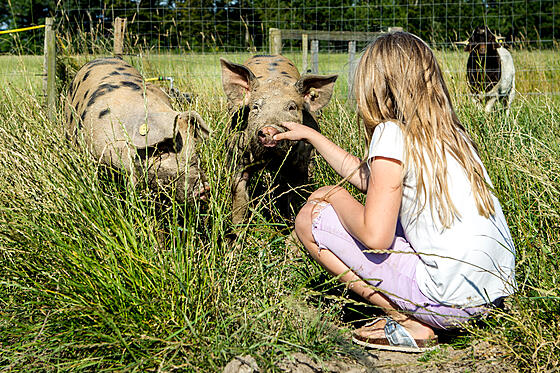 layout image (to proper size of the container)