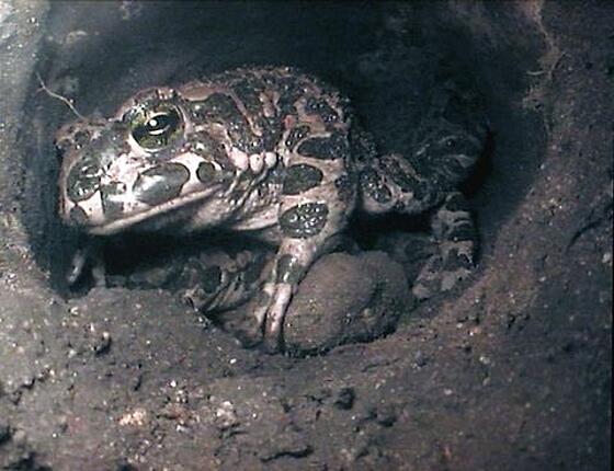 layout image (to proper size of the container)