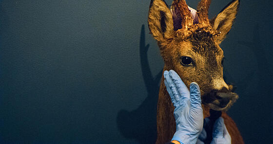 layout image (to proper size of the container)