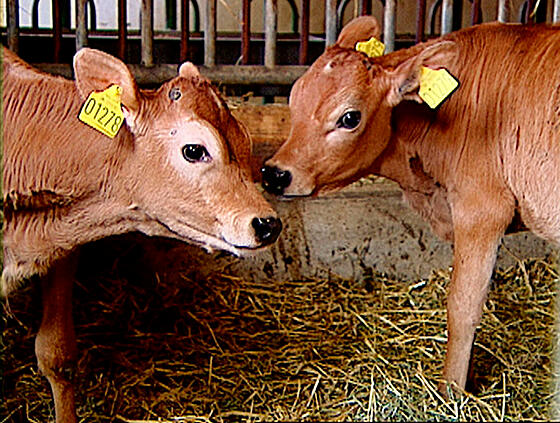 forhåndsvisning af film