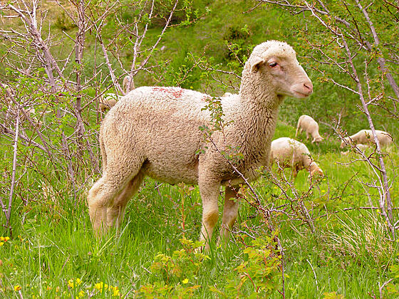 forhåndsvisning af film
