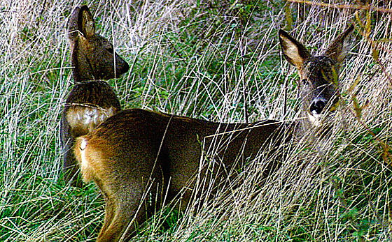 forhåndsvisning af film