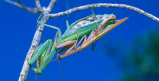 forhåndsvisning af film