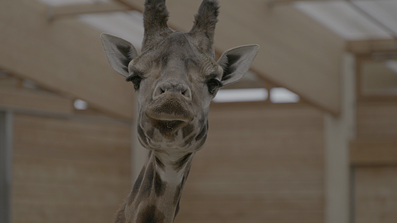 layout image (to proper size of the container)