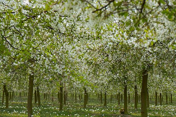 forhåndsvisning af film