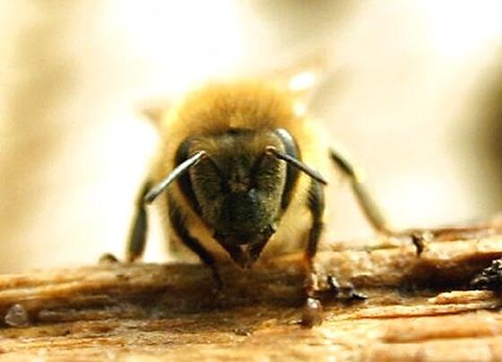 layout image (to proper size of the container)