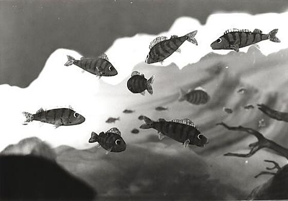 layout image (to proper size of the container)