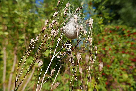 layout image (to proper size of the container)