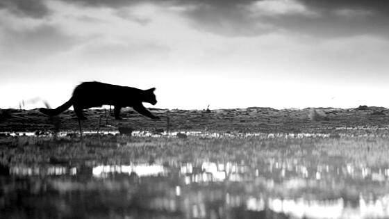 layout image (to proper size of the container)