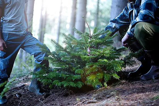 layout image (to proper size of the container)