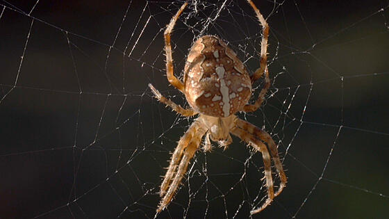 forhåndsvisning af film