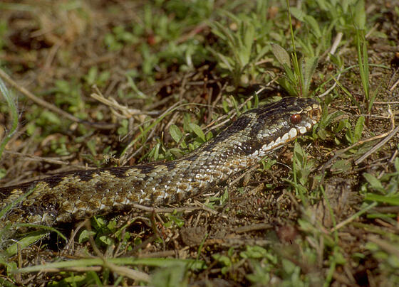 forhåndsvisning af film