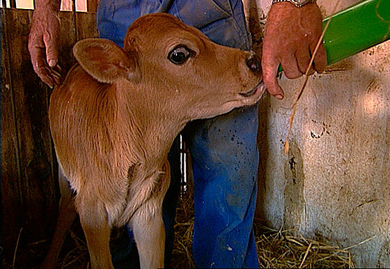 layout image (to proper size of the container)