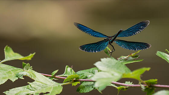 forhåndsvisning af film