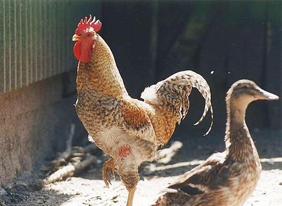 layout image (to proper size of the container)