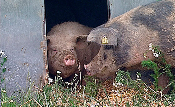 layout image (to proper size of the container)