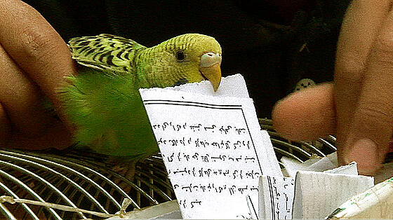 forhåndsvisning af film