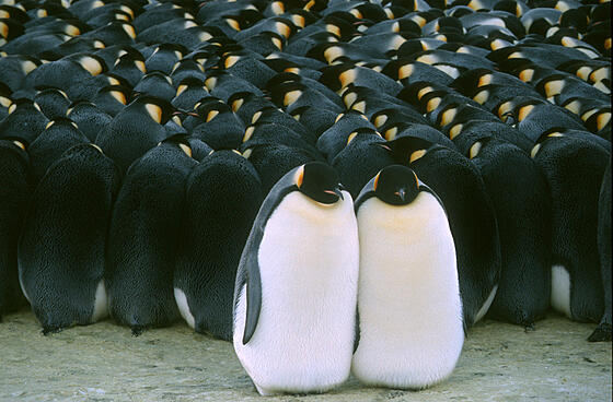 layout image (to proper size of the container)