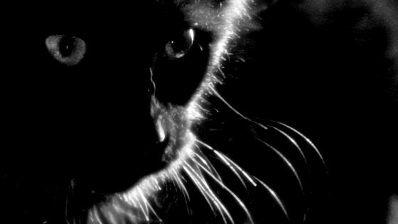 forhåndsvisning af film