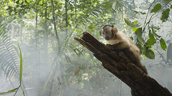 layout image (to proper size of the container)