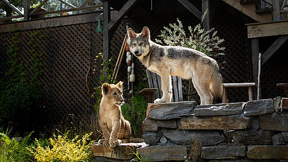 forhåndsvisning af film