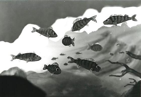 layout image (to proper size of the container)