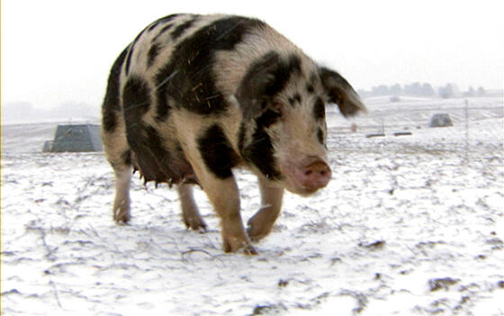 forhåndsvisning af film