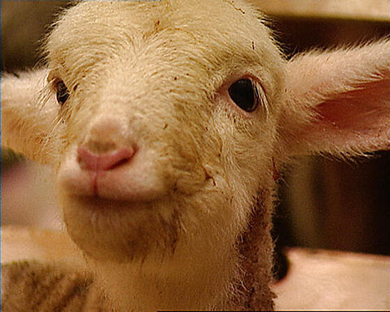 layout image (to proper size of the container)