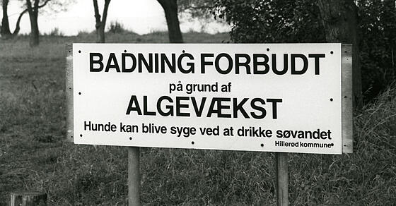 layout image (to proper size of the container)