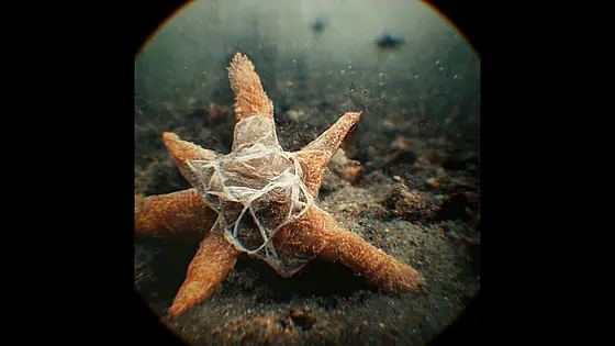 forhåndsvisning af film