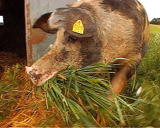 layout image (to proper size of the container)