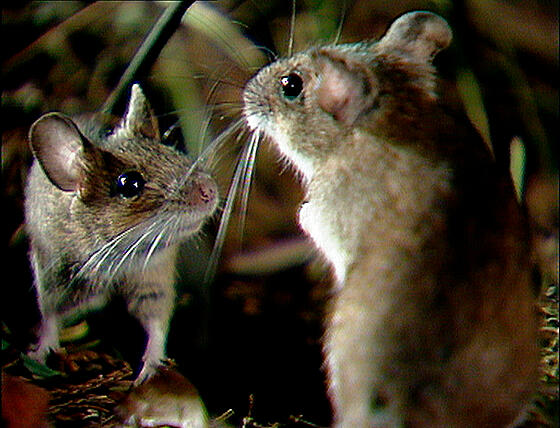 layout image (to proper size of the container)