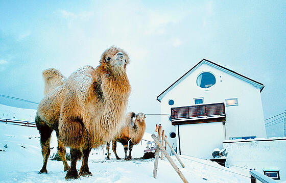 layout image (to proper size of the container)