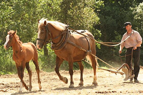 forhåndsvisning af film