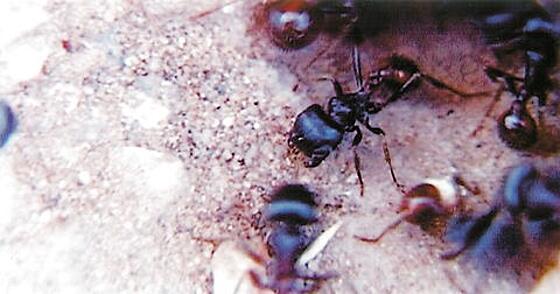 layout image (to proper size of the container)