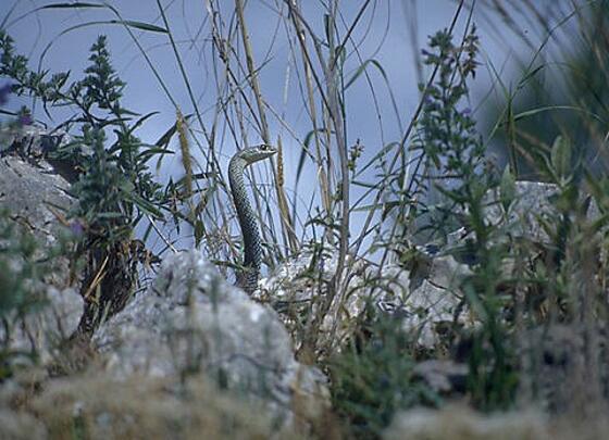 layout image (to proper size of the container)