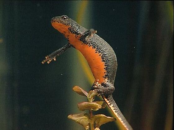 layout image (to proper size of the container)