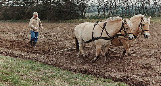 layout image (to proper size of the container)