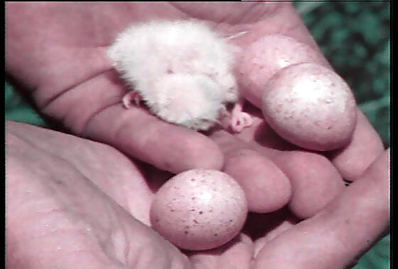 forhåndsvisning af film